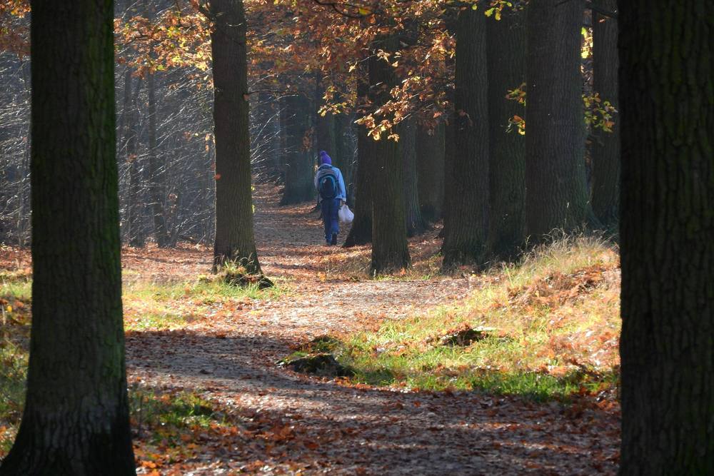 A person walking a quiet forest path